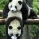 bejbi panda ratuje przyjaciela